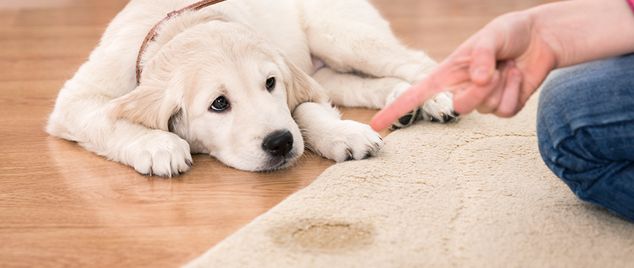Chien souffrant d'incontinence urinaire